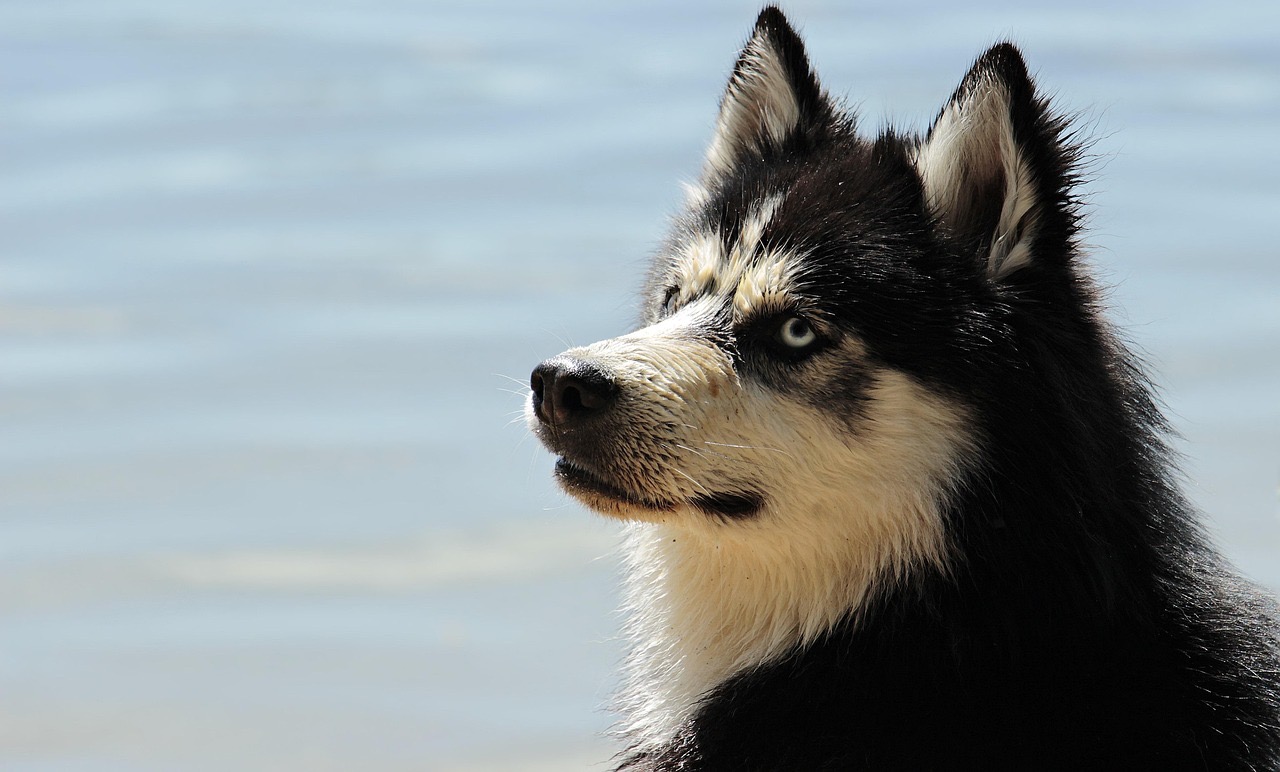 【書評】『さとりをひらいた犬』が教えてくれた本当の自由とは？｜今の自分にモヤモヤしているあなたへに関する画像